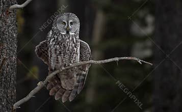 Great Gray Owl on a Tree Branch