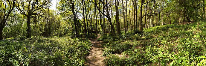 Ancient Meadow Forest
