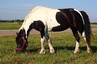 Pony Grazing on Roadside