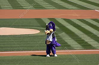 Colorado Rockies Mascot