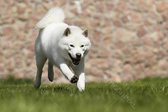 the dog breeds Hokkaido runs