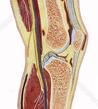 Human Knee Joint Color Silo