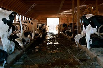 Manure fulled aisle in a dairy barn.