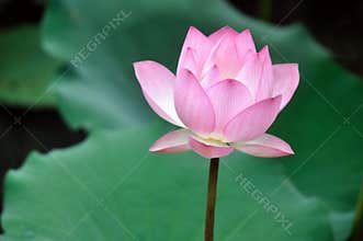 Lotus flower