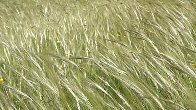 Grass and flowers swaying in the breeze