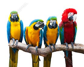 Vibrant Macaws Perched on a Branch: A Colorful Display of Nature\'s Beauty.