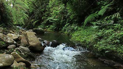 Clear brown of colour, tropical forest stream or river with lush green vegetation and large bolders