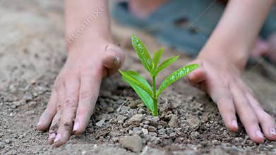 Environment earth day in the hands of trees growing seedlings female hand holding tree on nature field  grass forest conservation