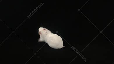 White hamster on a black background.