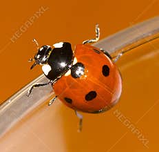 Ladybird closeup
