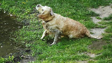 Funny dirty and wet retriever or labrador scratches his back against the lawn, dog shaking off water after swims