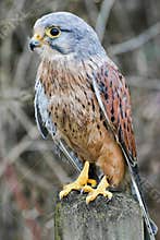 Falcon