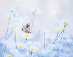 Little blue butterfly bluehead on daisy flowers in a meadow. Artistic tender photo.