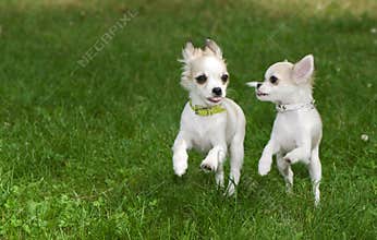 Two chihuahua puppies running synchronously