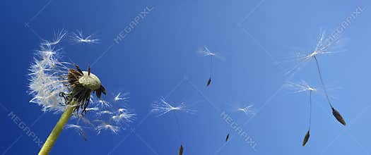 Dandelion