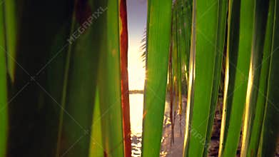 Sunrise over tropical beach and palm trees. Sunlight between tropical leaf.