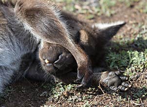 Portrait of australian Kangaroo with ridiculous teeth hiding the eyes from the sun . Australia.