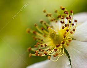 Macro blooming flower