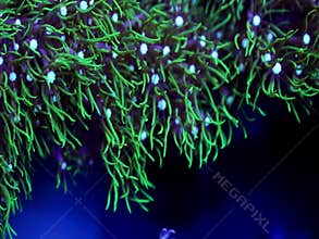 Flowing green star polyp soft coral
