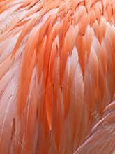 CLose up of Flamingo feathers