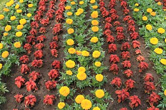 Cultivated field with flowers
