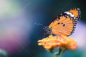 Monarch butterfly on flower