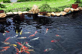 A fish pond in garden