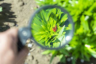 Watch through a magnifying glass for two mating bugs sitting on a plant in the garden