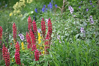 Red Lupins Growing in an old English Garden Border