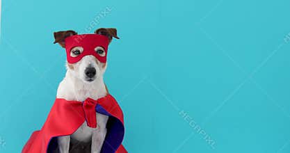 Dog jack russell super hero costume