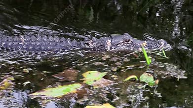 Alligator calmly swims in water of the everglades, Fl