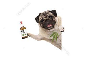 Cute smiling pug puppy dog holding up bottle of CBD oil and marijuana hemp leaf