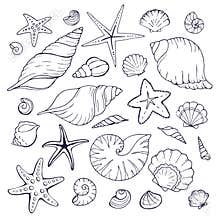 Sea shells collection