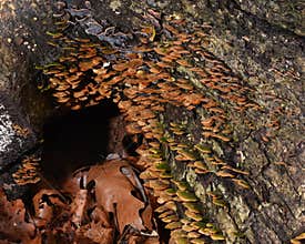 Fungus colony on fallen tree