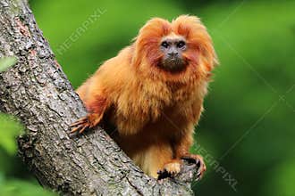 Golden Lion Tamarin