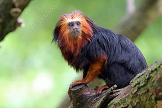 Lion tamarin