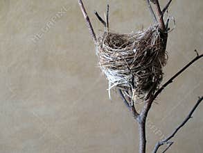 Small bird's nest.