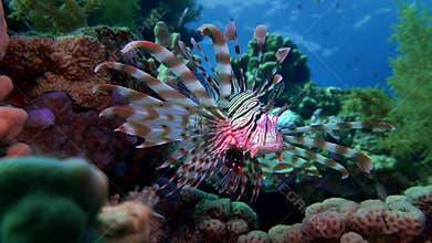 Lion fish. Diving in the Red sea near Egypt.