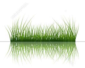 Grass on water