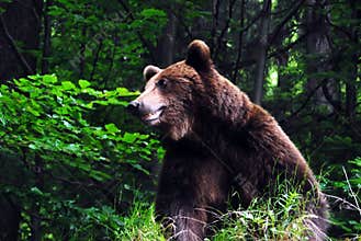 Wild carpathian brown bear