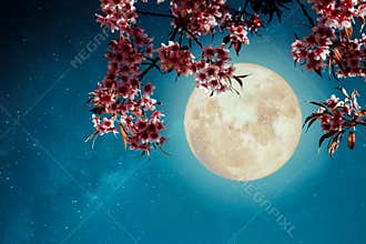 Romantic night scene - Beautiful cherry blossom sakura flowers in night skies with full moon.