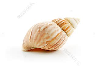 Colored Seashell Scallop Isolated on White