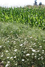 Wildflowers and Corn