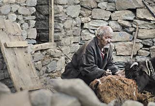 Old mn from korzok village stand in front of the house and cares for his cows