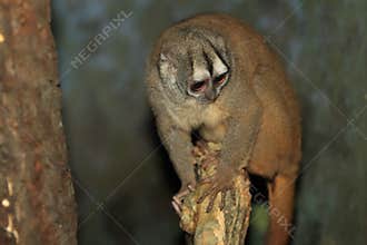 Gray-handed night monkey