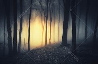 Mysterious light in dark haunted forest at night