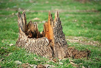 Tree stump