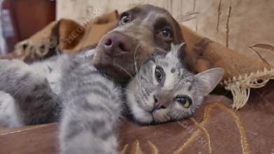 Cat and a dog are sleeping together funny video. cat and dog friendship indoors