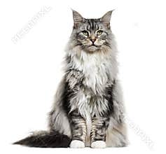 Main coon cat, sitting, isolated