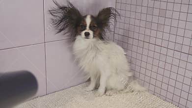 Drying dog after bathing Continental Toy Spaniel Papillon stock footage video